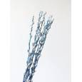 Salix Snow Flake Pintado Azul 60cm x10 "Avellana"