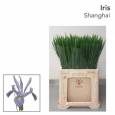 Iris Shanghai 60cm 45gr Mal.