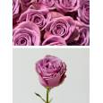 Rosa Col. Cool Water 60cm