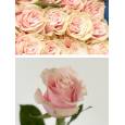Rosa Col. Pink Mondial 60cm Rs