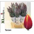 Tulipan Frances Tarzan 50cm Rs.