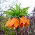 Fritillaria Im Orange Sweet 75cm x5