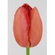Tulipan Frances Beaumes Venise 60cm Nar.