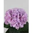 Hortensia Royal Benefit rosa 70cm x5 20