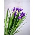 Iris Blue Magic 65cm ( Abierto) (7 Dias - 2)