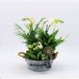 P. Composicin Planta Phalaenopsis Blanca 24/40cm x4