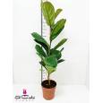 P. Ficus Hol Lyrata 21/100cm
