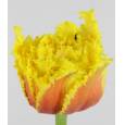 Tulipan Hol. Dentado Kensington 40cm Bic
