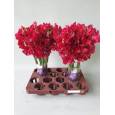 Lathyrus Parfum Dp Red 35cm "x50 tallos"