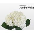 Hortensia Col. Jumbo White 60cm 19cm x20 (caja completa)